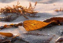 ประโยชน์ของสารสกัดจากสาหร่ายสีน้ำตาล ประโยชน์ของสารสกัดจากสาหร่ายสีน้ำตาล