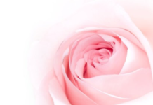 ดอกกุหลาบ เป็นดอกไม้ที่นิยมนำมาสกัดเป็นส่วนผสมของสกินแคร์ มีประโยชน์ต่อผิวอย่างไร ดอกกุหลาบ